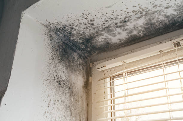 Affordable Basement Mold Removal solutions in Flintstone, MD
