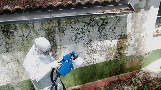 Trusted Mold Testing service in Flintstone, MD - Cheap Mold Removal
